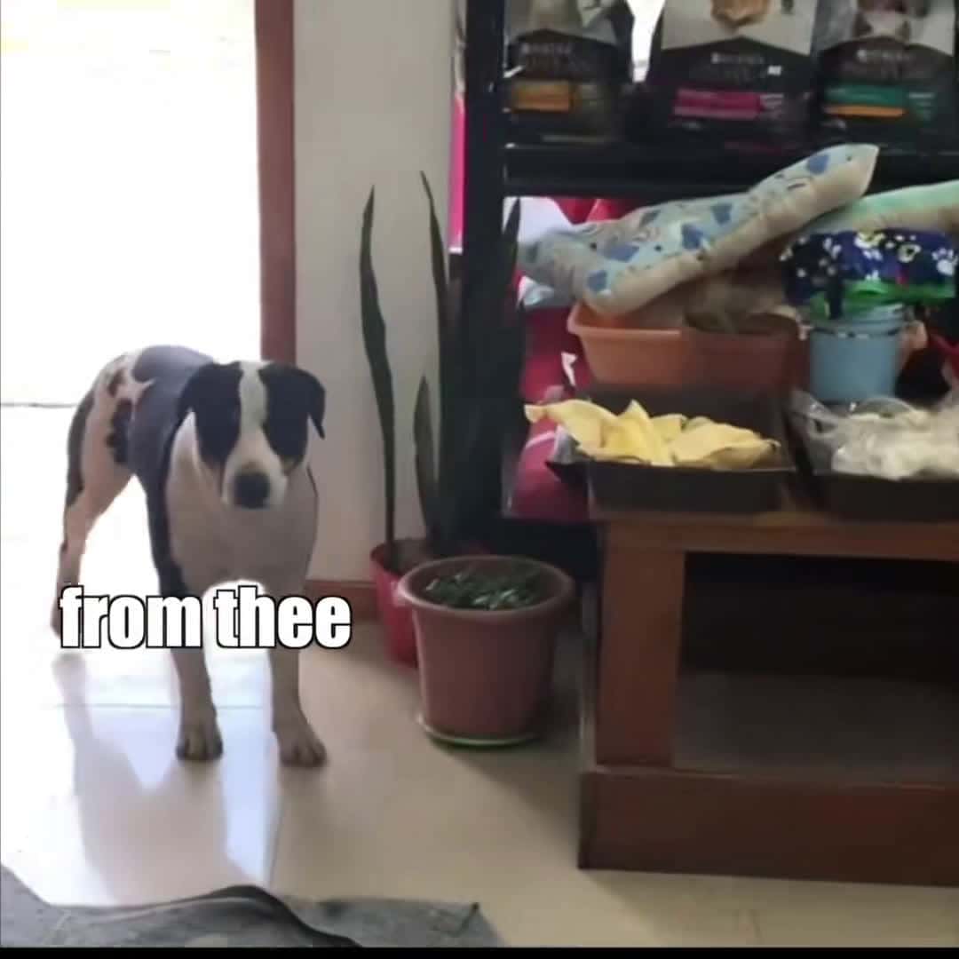 Cover for Excuse me- this is important. #fyp #foryou #dog #dub #voiceover #funny