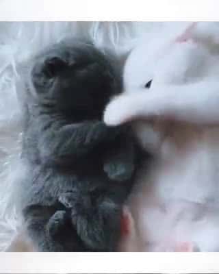 Cover for FUNNY and CUTE wonderful Cat Video Amazing Animals #funnyanimals #funnypetsvideo #amazinvideo #animalrescuse #cutebabies 1