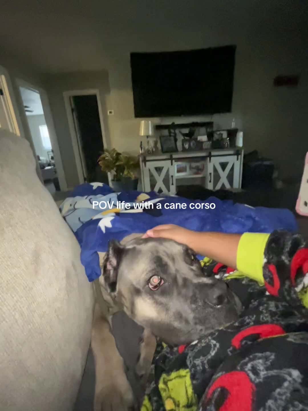 Cover for #funnyvideos  #furryfriends  #canecorso