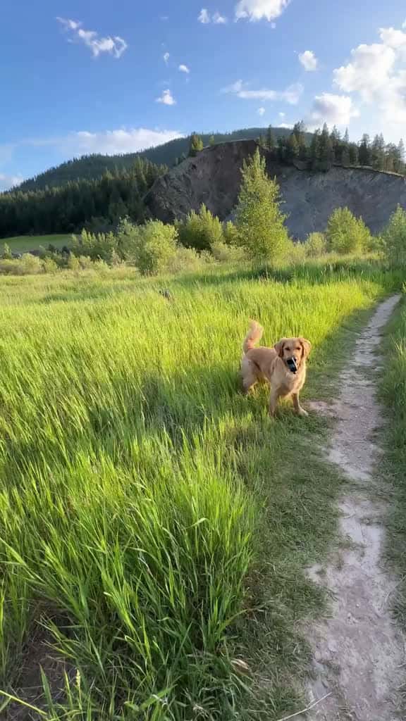 Cover for Felt extra hoppy yesterday 🐰 #goldenretriever #dog #outside #calvinharris #insta360 @insta360 official  created by willysworld with willysworld’s original sound