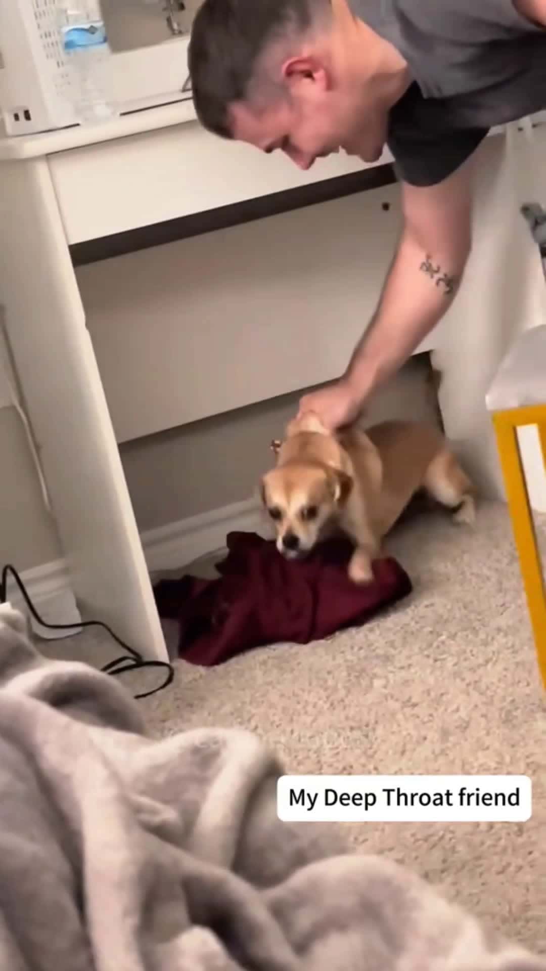 Cover for dogs really do eat anything #dog #funnyvideos 