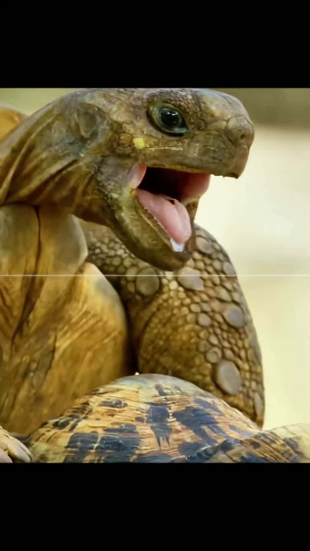 Cover for Yeahhhh !#scoopz #fyp #nature #documentary #animals #ocean #turtle 