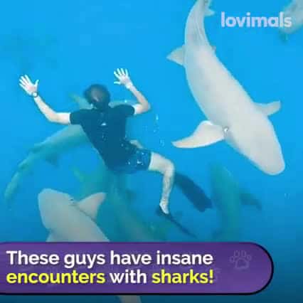 Cover for Brave Man Has Insane Encounters With Sharks