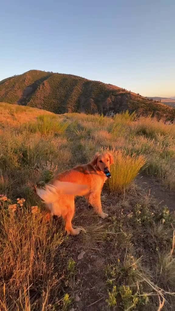 Cover for Got my heart beat raciiiiiing 🐶💨 #goldenretriever #dogs #insta360 @insta360 official  created by willysworld with Fitz and The Tantrums’s Out of My League