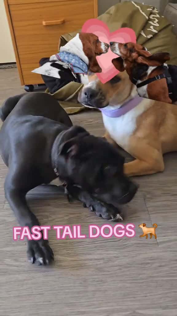 Cover for FAST TAIL DOGS 🐕 #FYP #tiktok #dog #virgo  created by GODDESS1 with GODDESS1’s original sound
