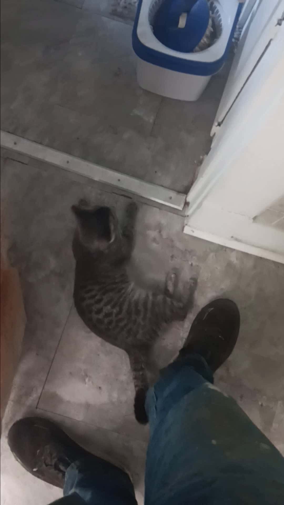 Cover for who doesn't love a cat video 