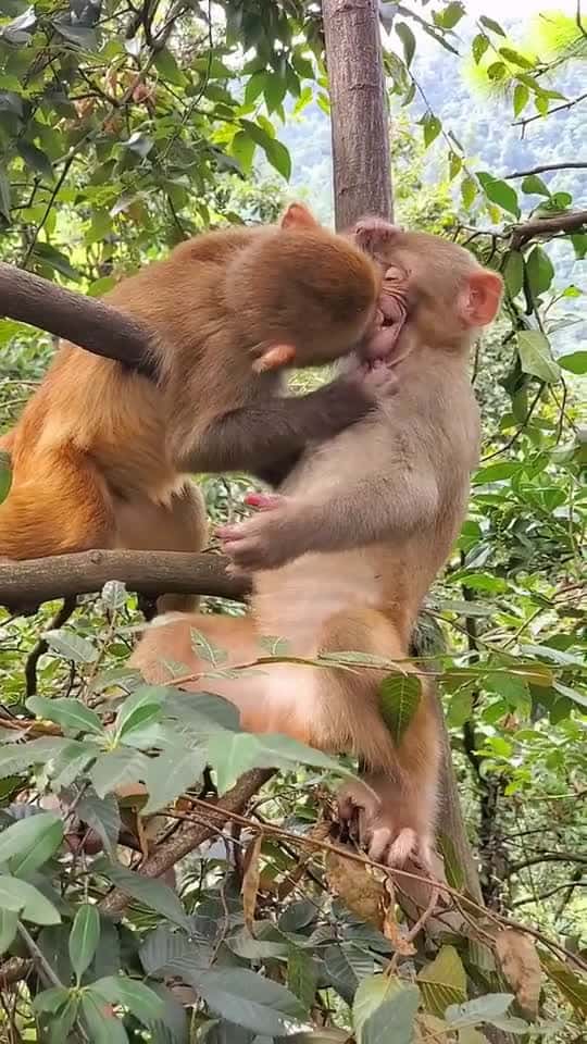 Cover for #monkey #Duet