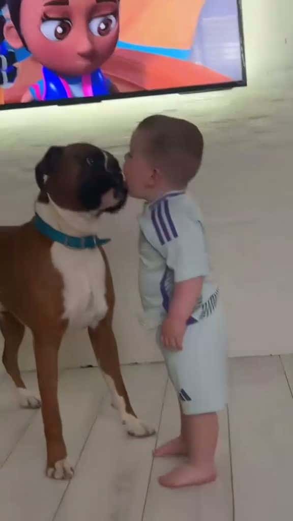 Cover for Dog and children ❤️#dog #baby #Love #pet #bestfriend #digsoftiktok #foryou #usa🇺🇸 