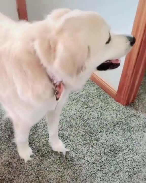 Cover for Dog says woo woo for walk