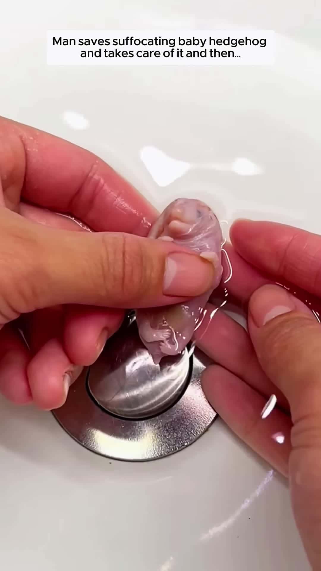 Cover for Man saves suffocating baby hedgehog and takes care of it animalshorts