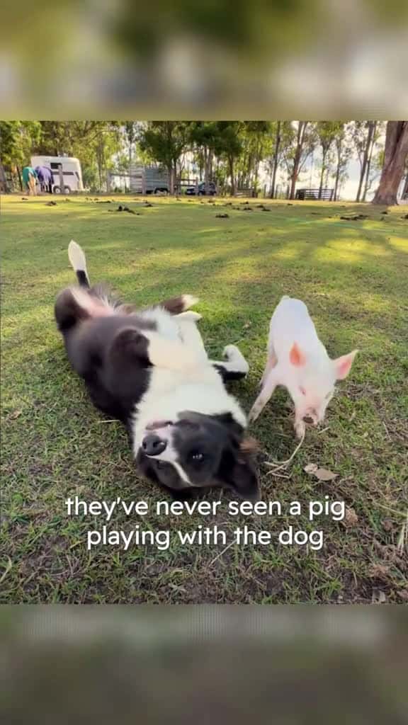 Cover for Tiny Pig Grows Up To Be Like Her Best Friend A Dog pig dog animals 80247 #america