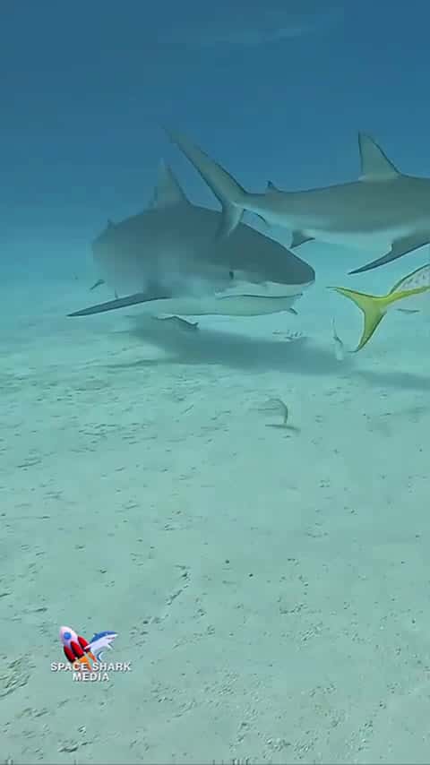Cover for Tiger Shark - we got that hook out later in the day. #shark #sharks #ocean #explore #adventure_0100 (2)