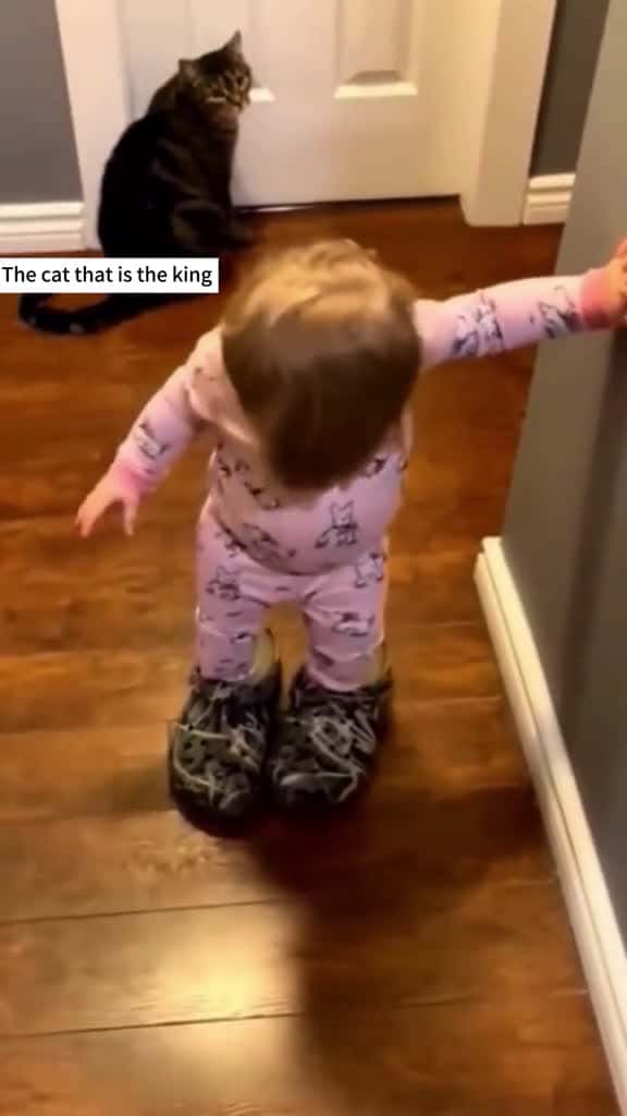 Cover for Cats are the bosses cat funny catsoftiktok cats for foryou fyp foryoupage funnyvideo cute 44554 #trendingscoopz