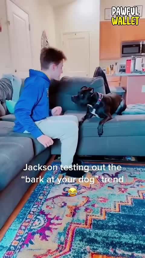 Cover for funny dog videos 
