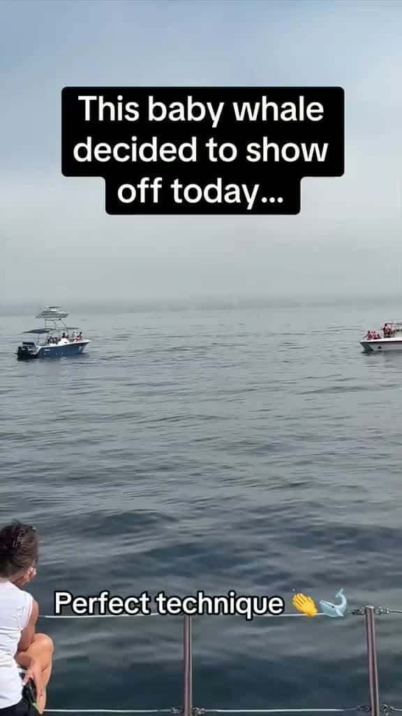 Cover for This baby whale decided to show off today!