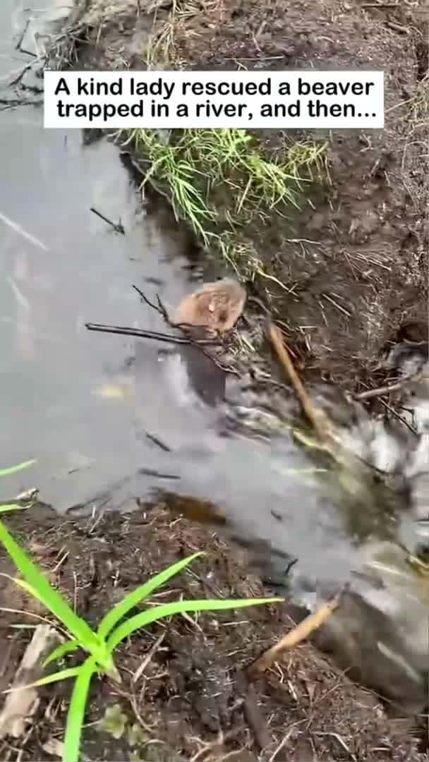 Cover for beaver rescue #wildliferescue #animals #animallife #animalfriendshipgoals #cute #wildlife #beaver_147 (2)