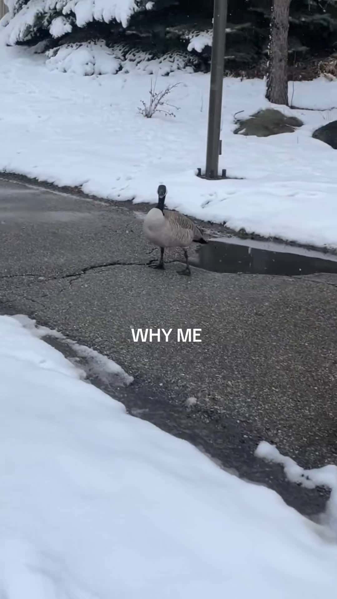 Cover for WHY ME