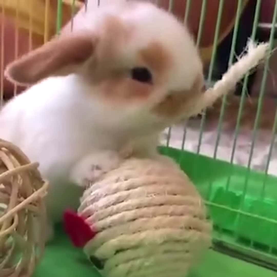 Cover for Cute and Funny Bunny Compilation - Rabbit Hole Rabbit Video #funnyanimals #funnypetsvideo #amazinvideo #animalrescuse #cutebabies #dogs #kittens #funnyvideo #trynottolaugh #pu