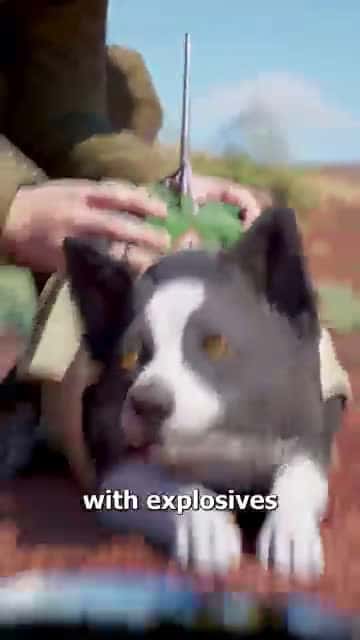 Cover for How WWII Used Suicide Dogs 😨