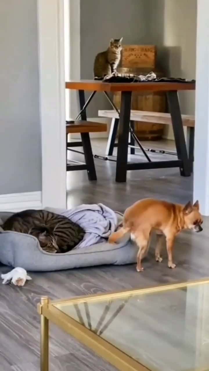 Cover for Anying numpang dikit ya bro, gua ga ganggu kok Credit unknown (Dm for creditremoval) #kucing #kucinglucu #kucinglovers #videokucing #kucingmanja #kucingku #kucingindonesia #ku