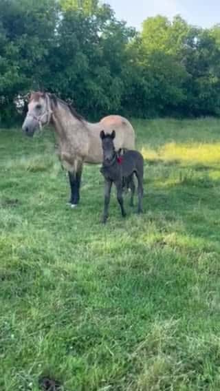 Cover for Best Horse Video 025 #horse #horsesoftiktok #horselover #horselife #horselifestyle #fpy