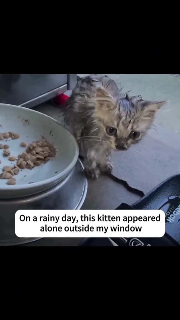 Cover for rescue cat fyp catsoftiktok tiktok 82763 #shortvideos