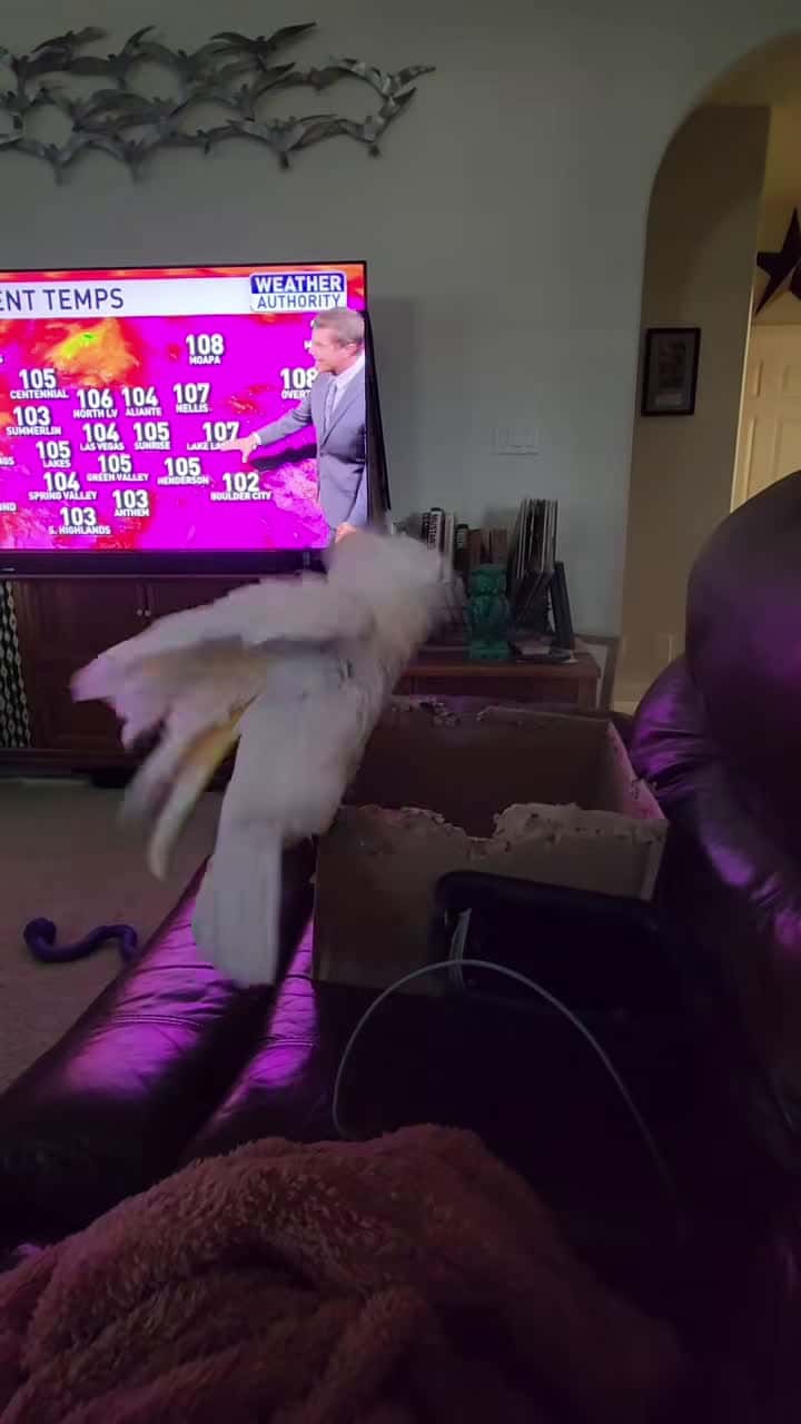Cover for the fat slap #banditthecockatoo #parrotsoftiktok #talkingparrot #cockatoo #umbrellacockatoosoftiktok #umbrellacockatoo #talkingbird #parrot #daddy #daddyissues #taunting #wokeupandchoseviolence #brat #playtime #fatslap