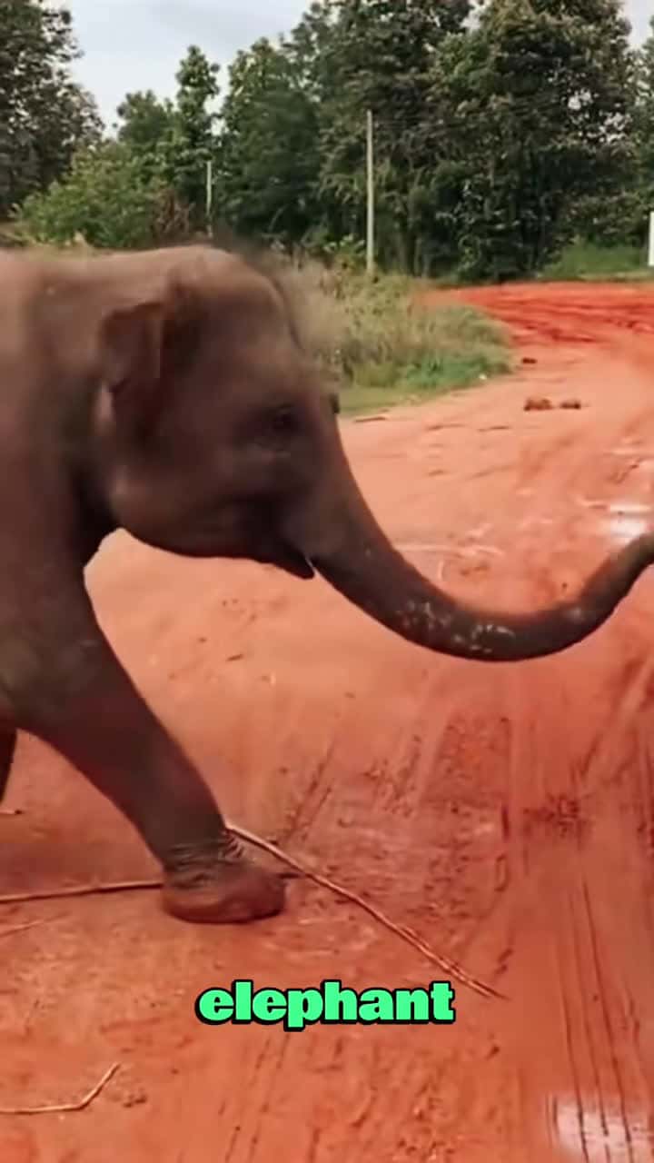 Cover for The Elephant’s Plea: A Mother’s Love and a Community's Help#animals #wildlife #elephant #fyp