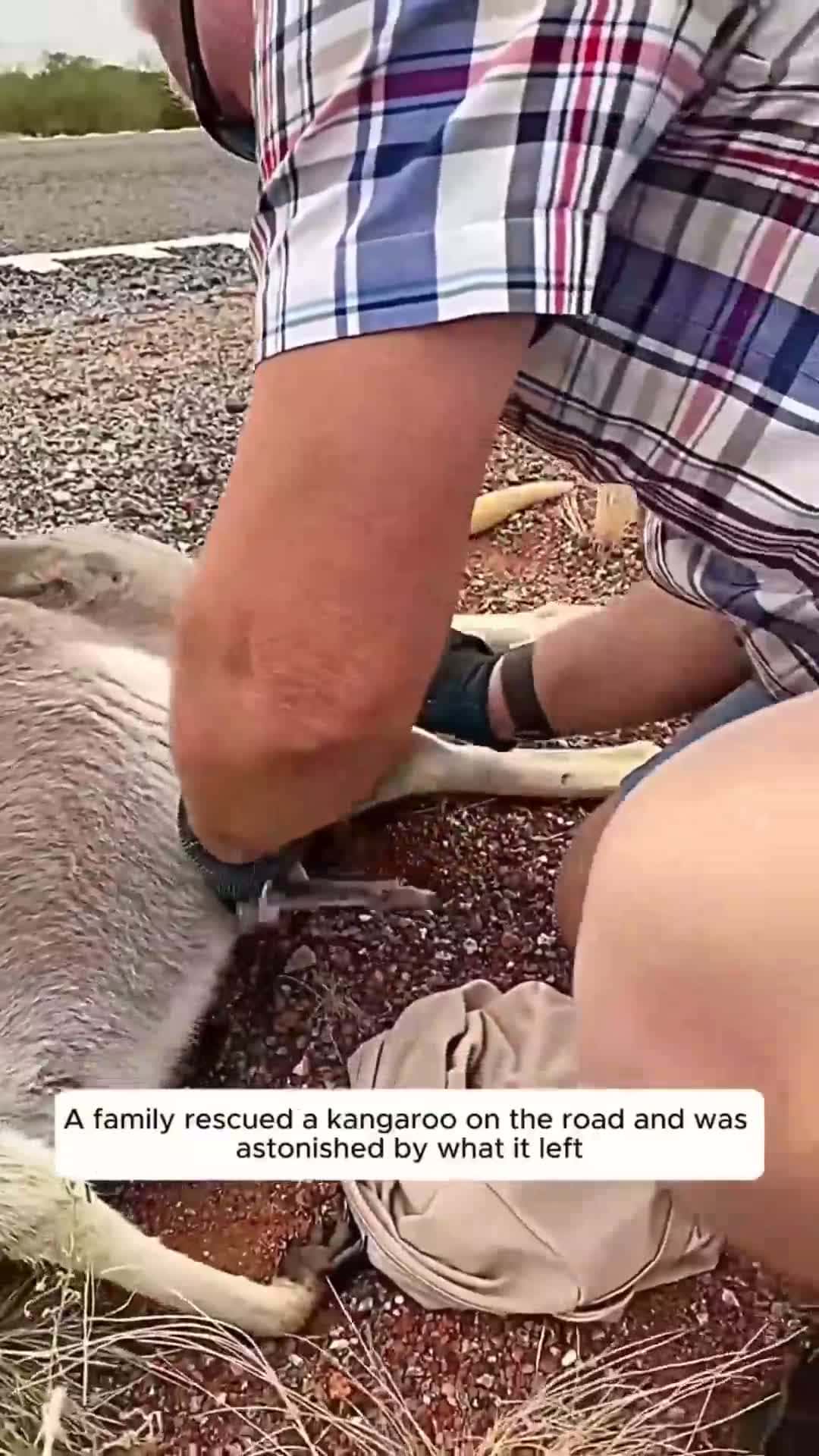 Cover for They tried to rescue the mom but instead rescued the bay kangaroo. What a blessing to find the baby still alive. #rescue #baby #kangaroo #wildlife #fyp #viral #scoopz #trending #love #adorable #kindness 
