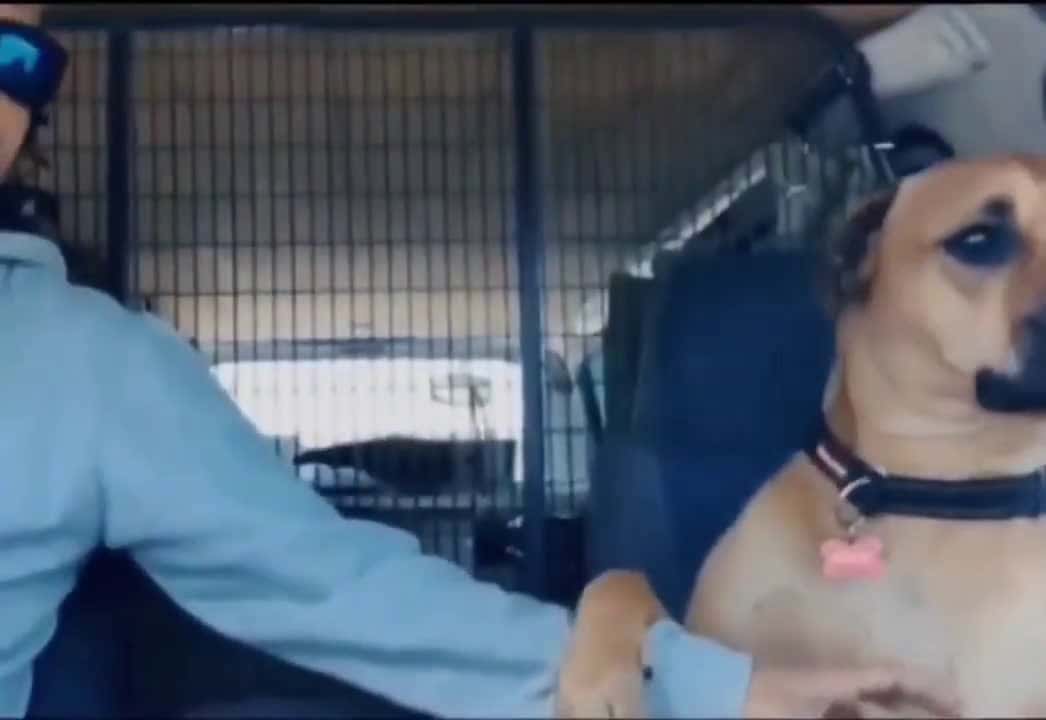 Cover for Newly adopted dog from a shelter. The dog won't let go of the new owner's hand for a moment #OddlySatisfying