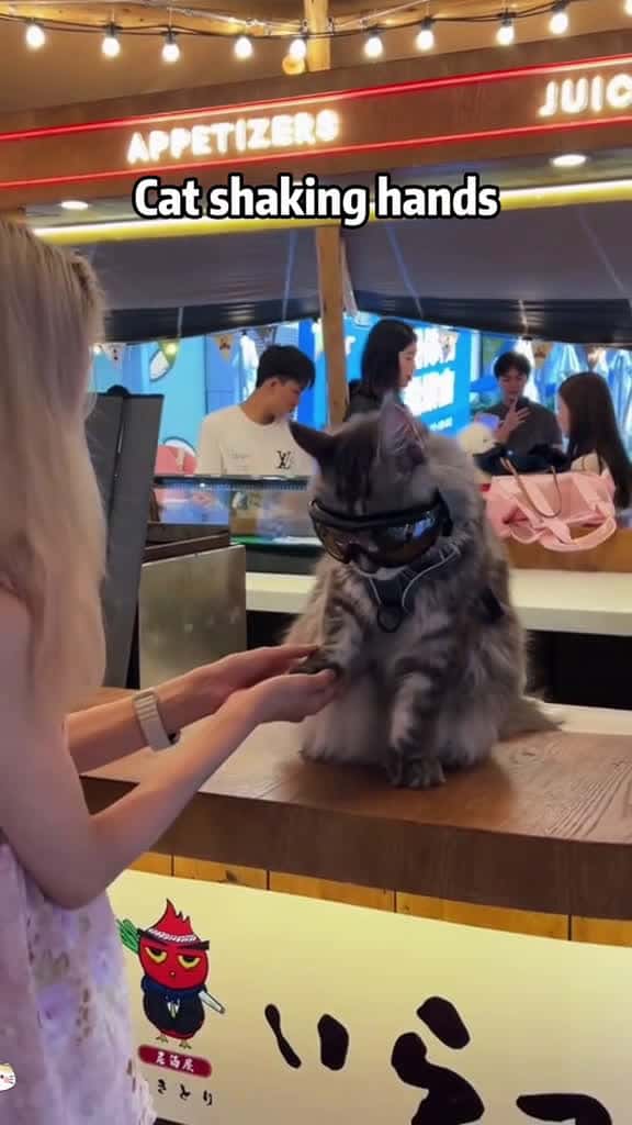 Cover for cat catsoftiktok catlover funny funnyvideos foryou fypage fyp funnycat funnytiktok cats 12958 #shortvideos