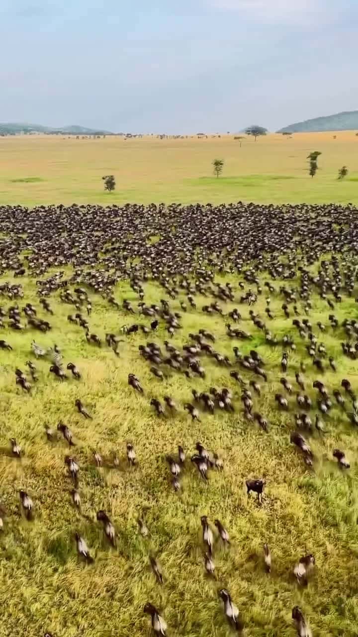 Cover for One of the most sought after experiences for wildlife and nature enthusiasts the Great Migration is the ever moving circular migration of over a million animals across th