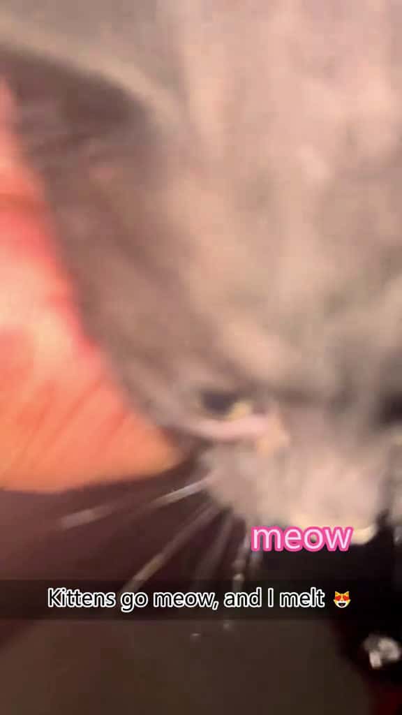 Cover for Baby cat talkin to me cat cats catlover kitten catsoftiktok fyp 62349 #shortvideos