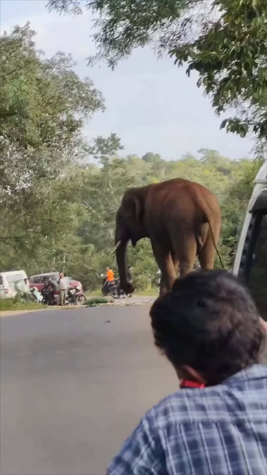 Cover for #CaughtOnCamera Elephant Causes Traffic Pause on Sathyamangalam Tiger Reserve Road.