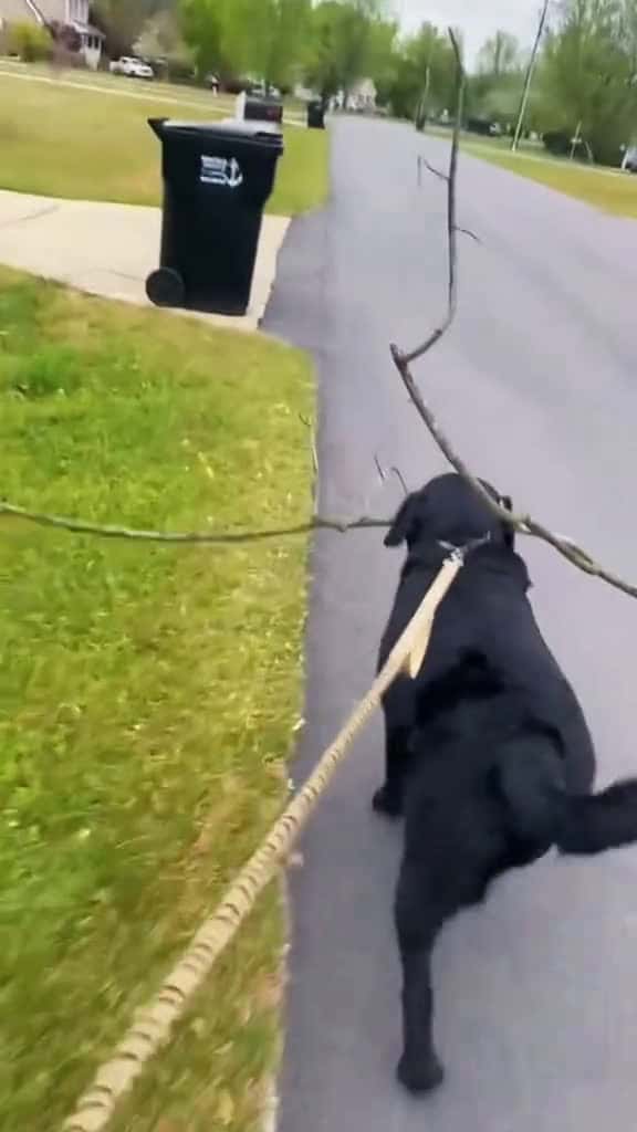 Cover for Big fan of stick dog dogsoftiktok stick cute wholesome stranger hoest usa funny funnyvideo 64046 #trend