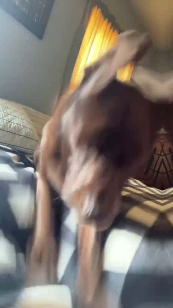 Cover for dogsoftiktok dog PetsOfTikTok cute funnyvideos doglover usa tiktok 54463 #trending