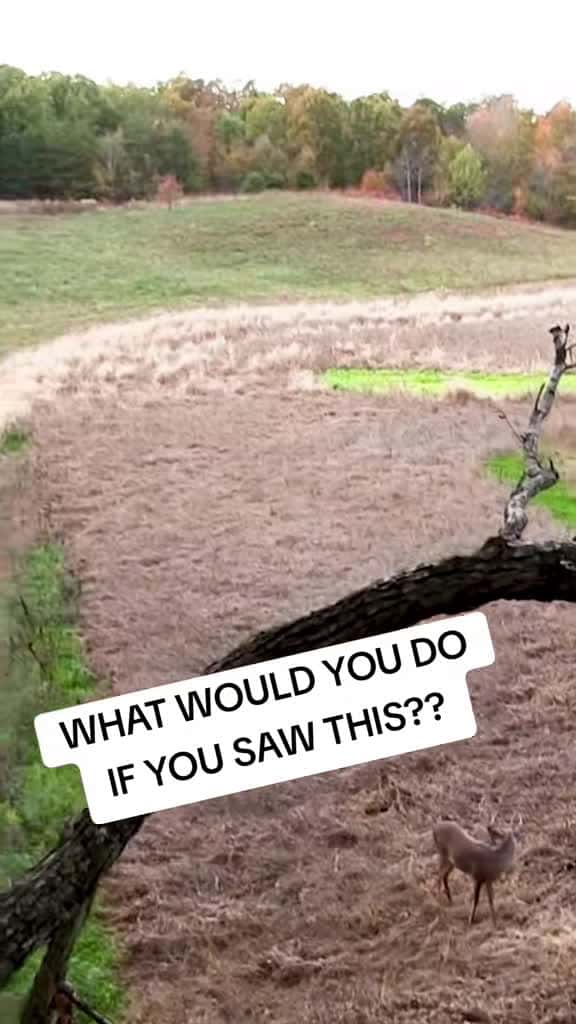 Cover for Massive Kentucky Buck Spotted! 🦌 #deerhunting #bowhunting #kentucky