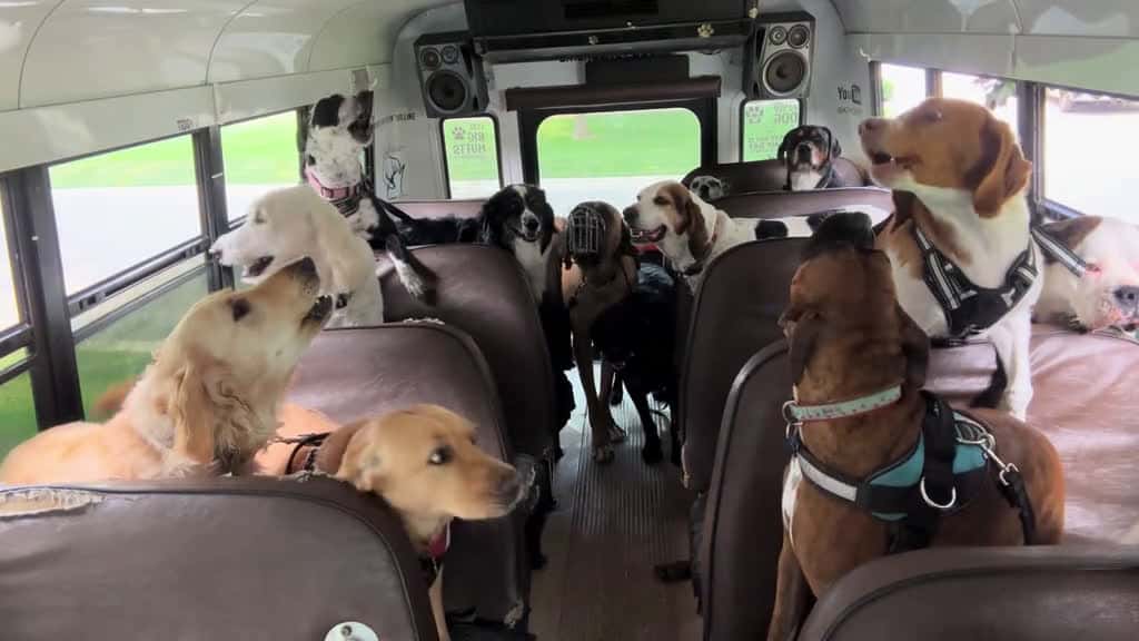 Cover for We love Mondays! 🚐🐾 created by K9 Konvoy with ’s original sound - K9 Konvoy