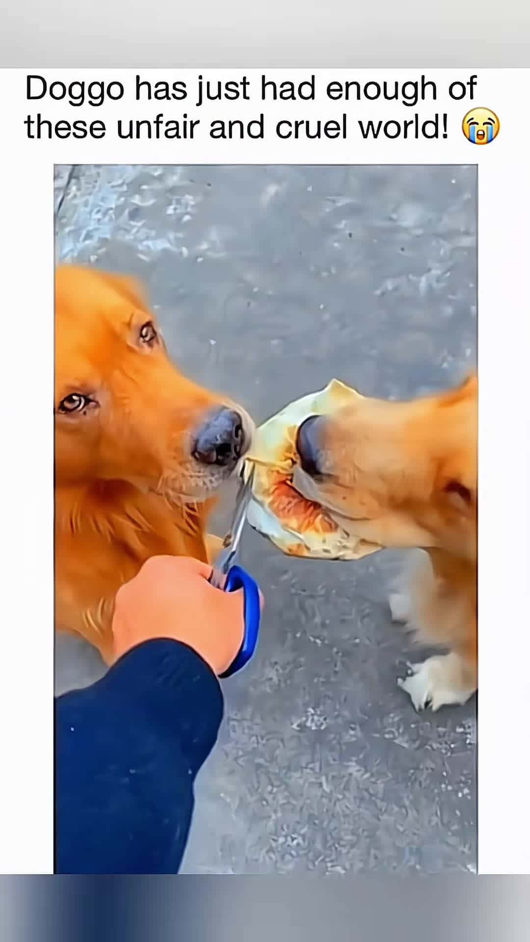 Cover for Funny animals 😂 #Pet #cat #dog #cute #animals #foryou #typ