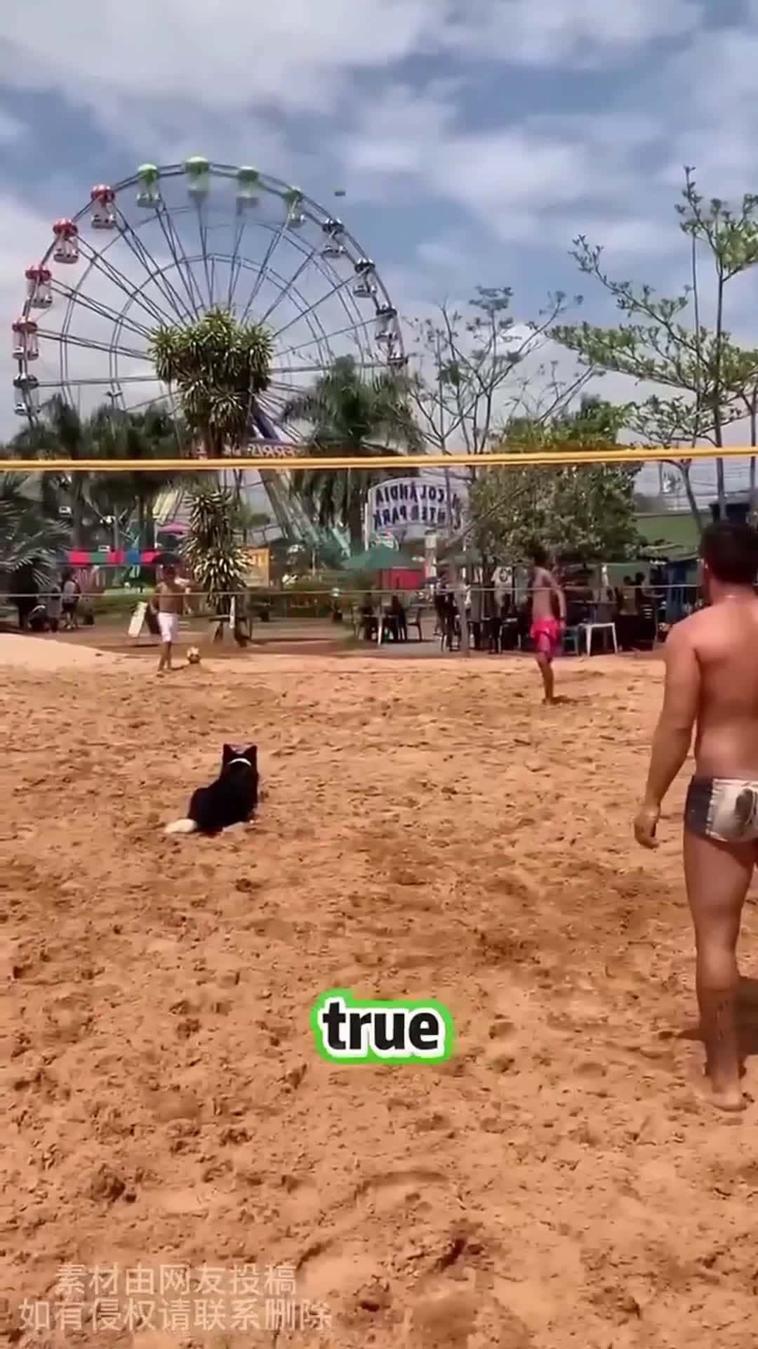 Cover for Is This Dog Actually Brazilian #scoopzanimalvideo 