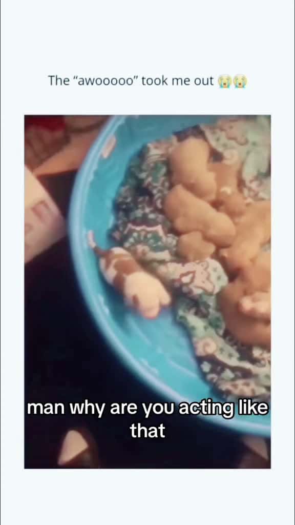 Cover for Maybe I’m hungry  #puppies  #chicken  #reaction  #fyp