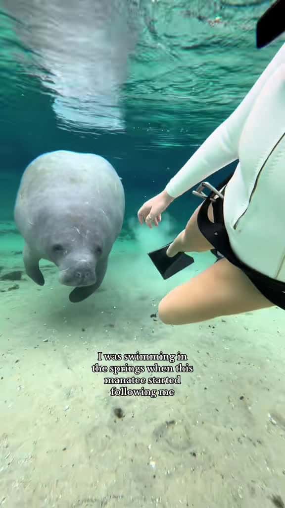 Cover for Met the most adorable manatee today! 🥰 #FloridaSprings #Manatees #WildlifeMagic