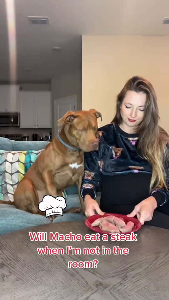 Cover for dogsofttiktok pitbull rednose petlover fyp foeyou funnydog 21766 #america
