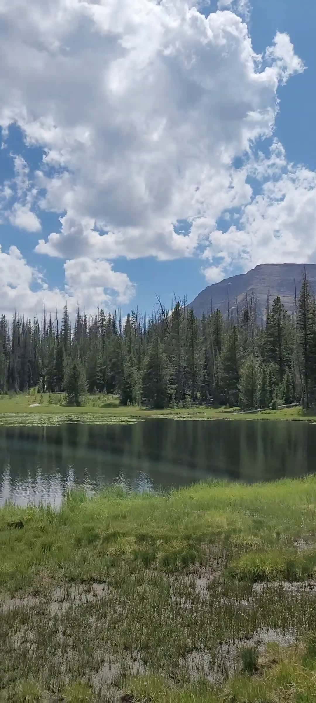 Cover for july in the uinta mountains #hiking  #hikingadventures  #hikingwithdogs  #mountains  #bugs  #july2025  #nature  #australianshepherd  #dogs 