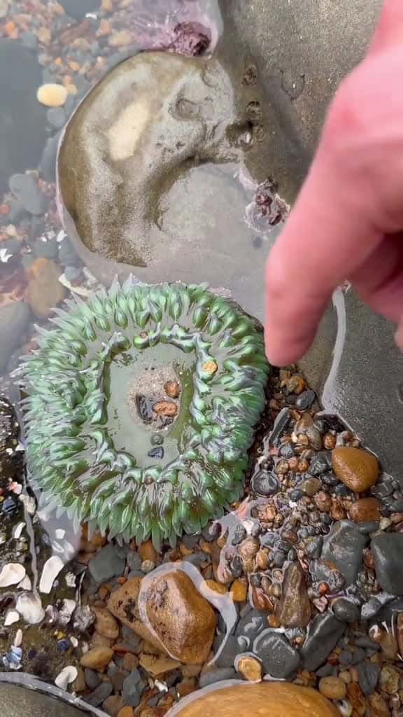 Cover for You Have to See These Strange Sea Animals! #animals #nature