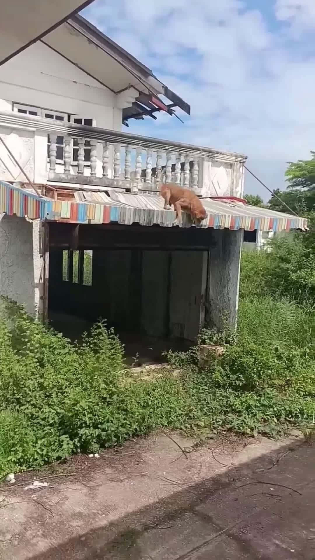 Cover for poor dog ,🥹#scoopzanimalvideo 