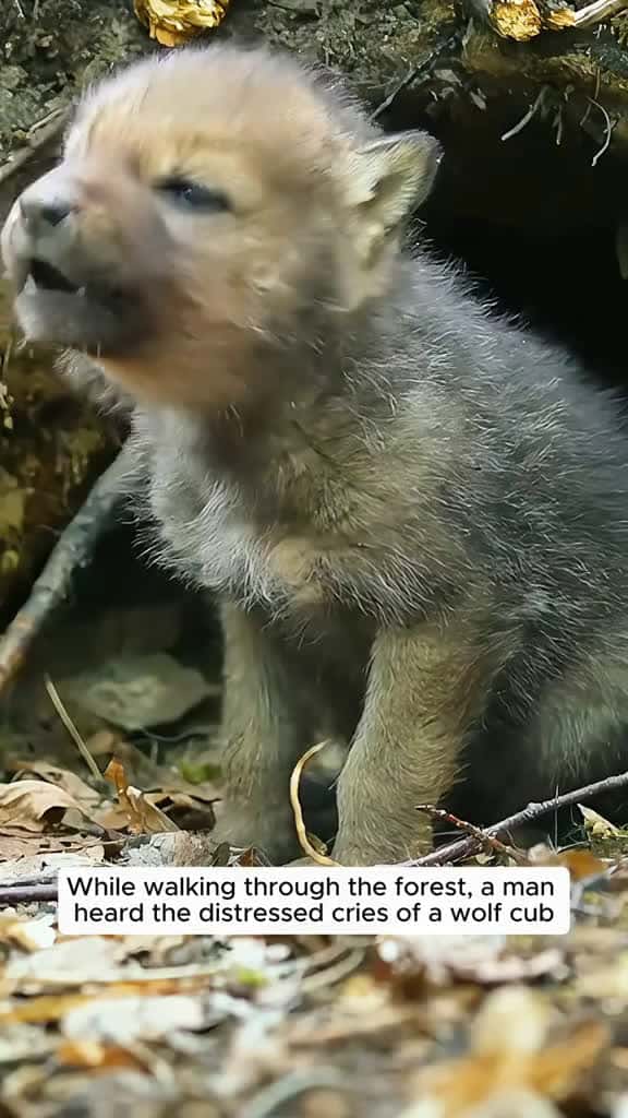 Cover for The man found a wolf cub alone and then raised it #animalrescue #rescue #animals #animalsoftiktok #fyp #animallove #animallover #loveanimals #wolf #wolfdogsoftiktok #viral  #scoopz  #usa 