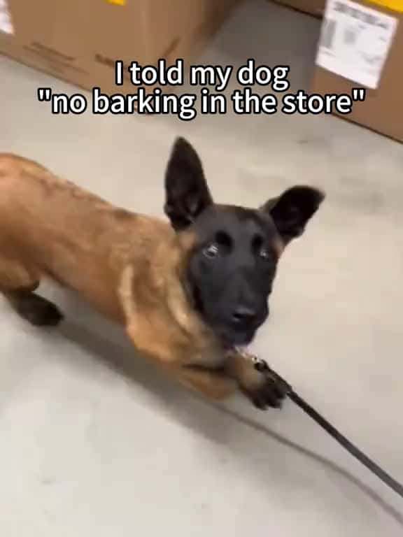 Cover for My dog understand English 😂😂😂#fyp #doggo #dogsoftiktok #doglover  created by Petfunnytime1996 with Petfunnytime1996’s original sound