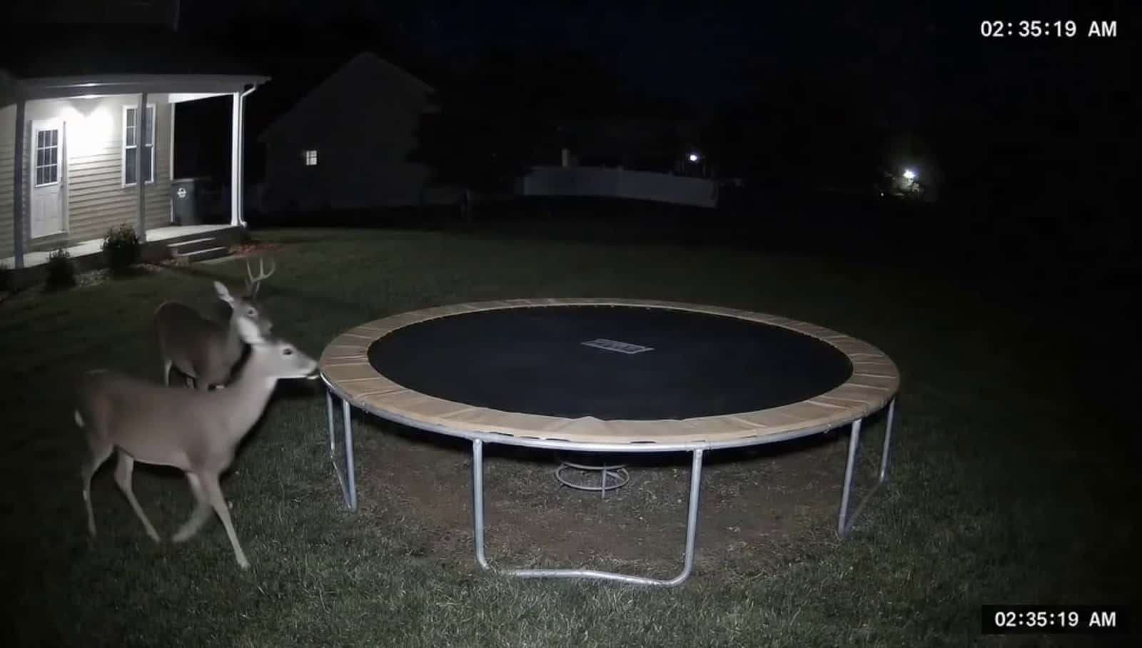Cover for 1st i gave you the bear, then the bunnies, now i give you deer on the trampoline #cute #deer 