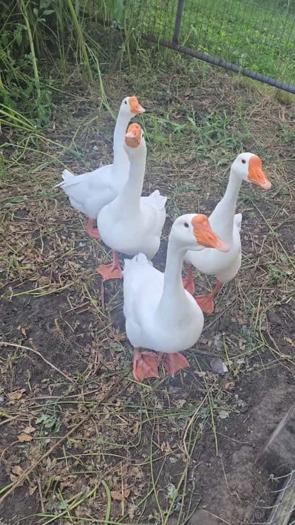 Cover for I'm enjoying having these guys around the Homestead. They're very talkative and follow me up and down the fence.  #GarnoHomestead #fyp #fypシ #geese #goose #geeseoftiktok #CapCut @Garno Homestead LLC  created by Garno Homestead ...